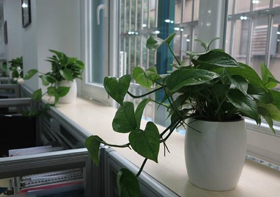 摆放办公室植物时需要注意哪些风水禁忌？