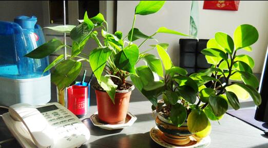 不同品种的办公室植物对于办公室风水有何影响？